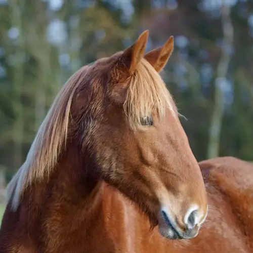 Suffolk Punch 1024X768