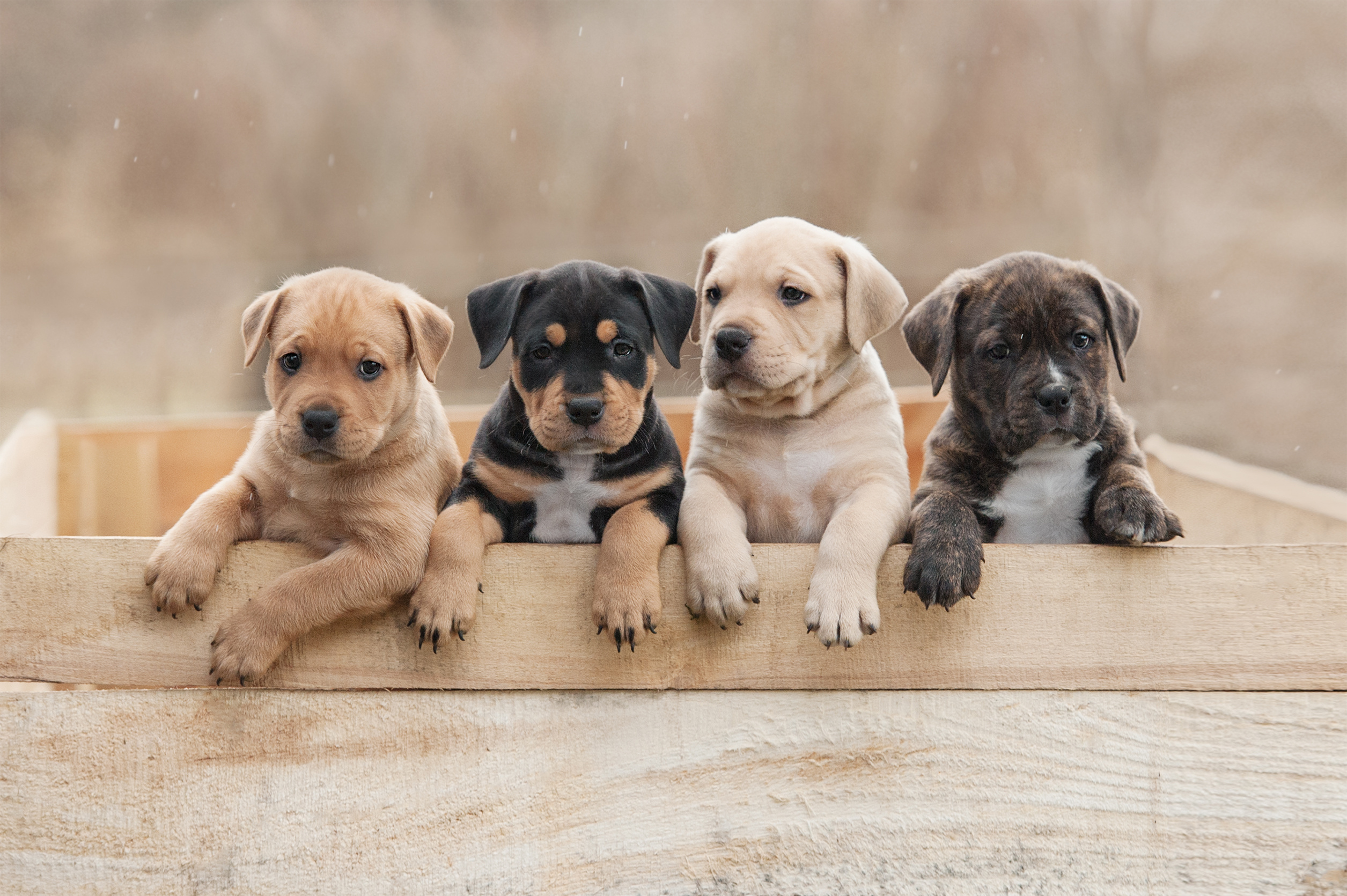 Puppies