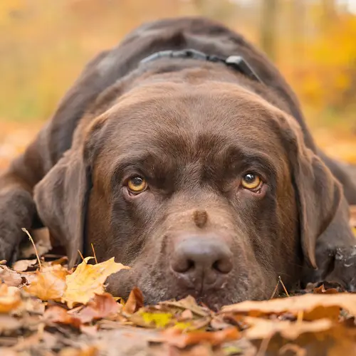 Brown Labrador