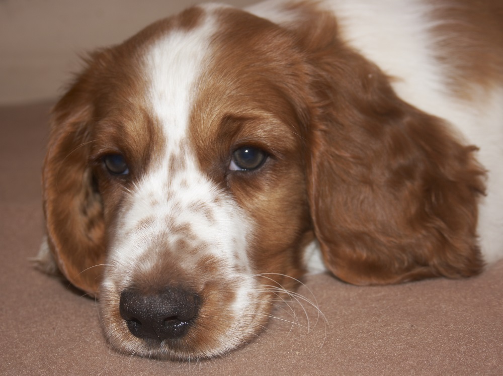 Welsh Springer Spaniel