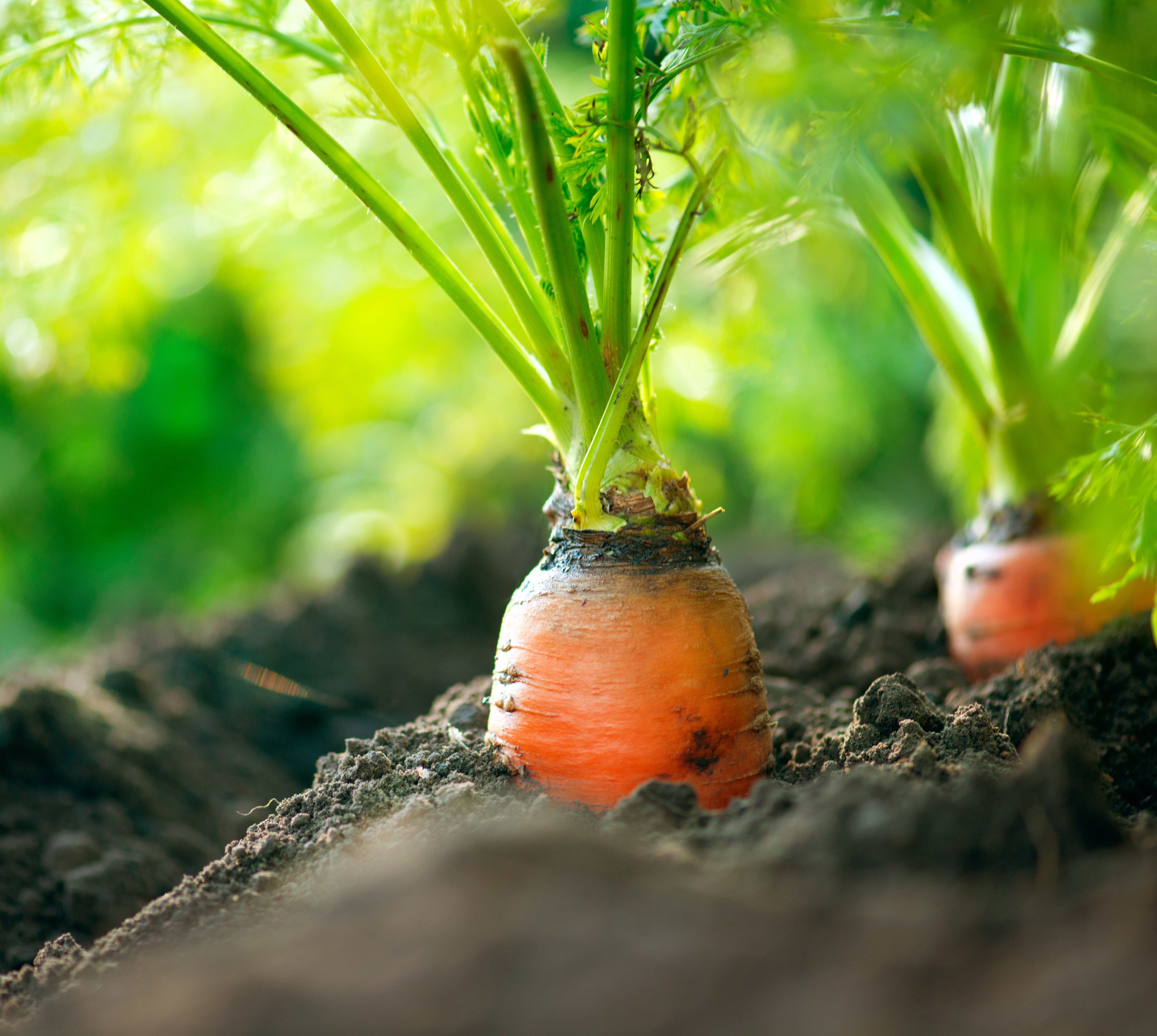Veg Gardening